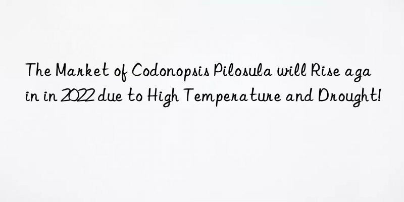the market of codonopsis pilosula will rise again in 2022 due to high temperature and drought!