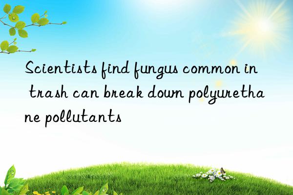 scientists find fungus common in trash can break n polyurethane pollutants