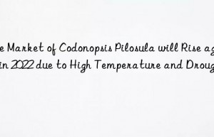 the market of codonopsis pilosula will rise again in 2022 due to high temperature and drought!