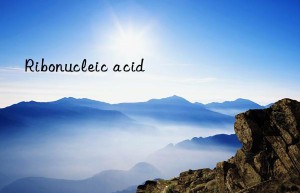 ribonucleic acid