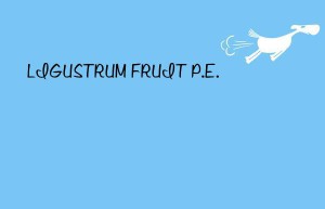 ligustrum fruit p.e.