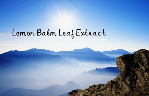 lemon balm leaf extract