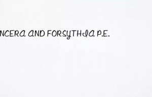 loncera and forsythia p.e.