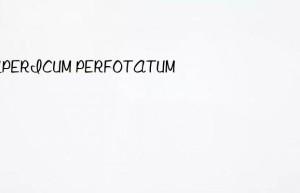 hypericum perfotatum