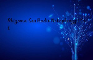 rhizoma seu radix notopterygii oil