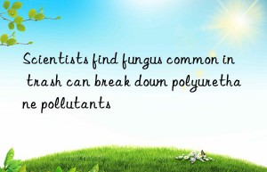 scientists find fungus common in trash can break n polyurethane pollutants