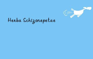 herba schizonepetae