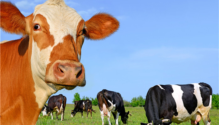 the application scenarios of ivermectin continue to expand, and market development opportunities and challenges coexist