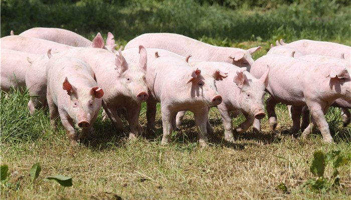 livestock breeding industry development, potassium diformate industry has broad prospects