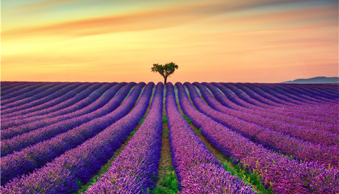 there are many fine categories of spices and fragrances, and the industry has good development prospects