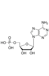 5'-adenylate